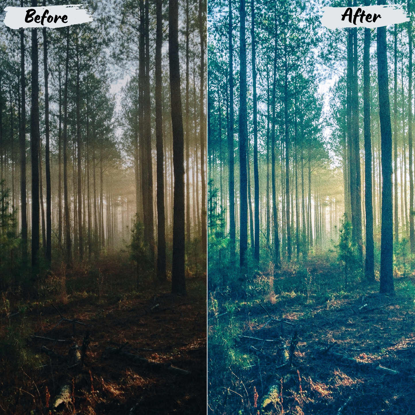 Forest Lightroom Preset