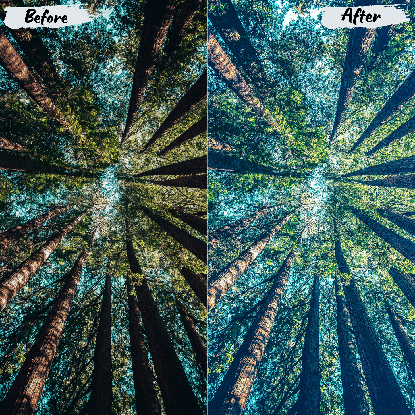 Forest Lightroom Preset