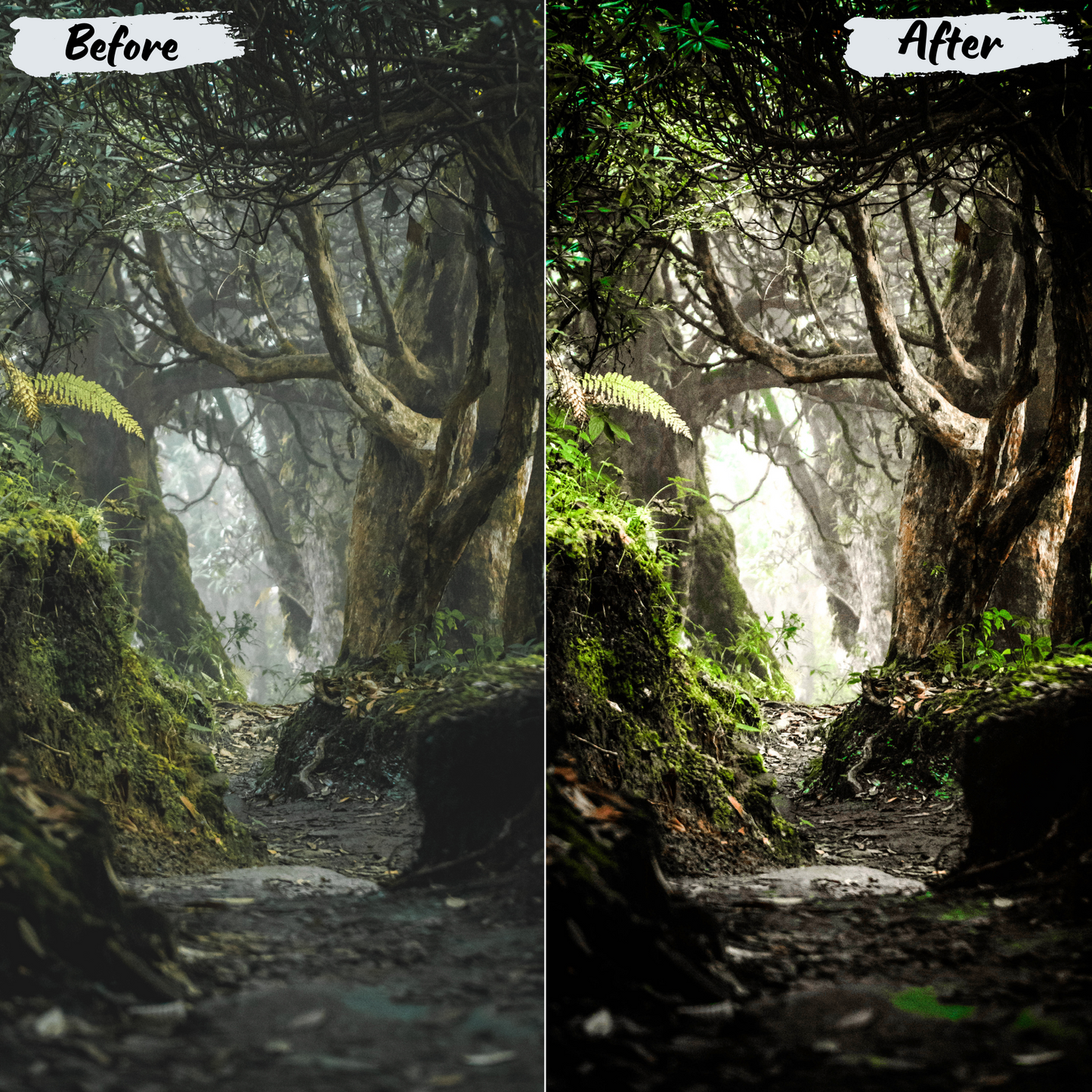 Jungle Lightroom Preset