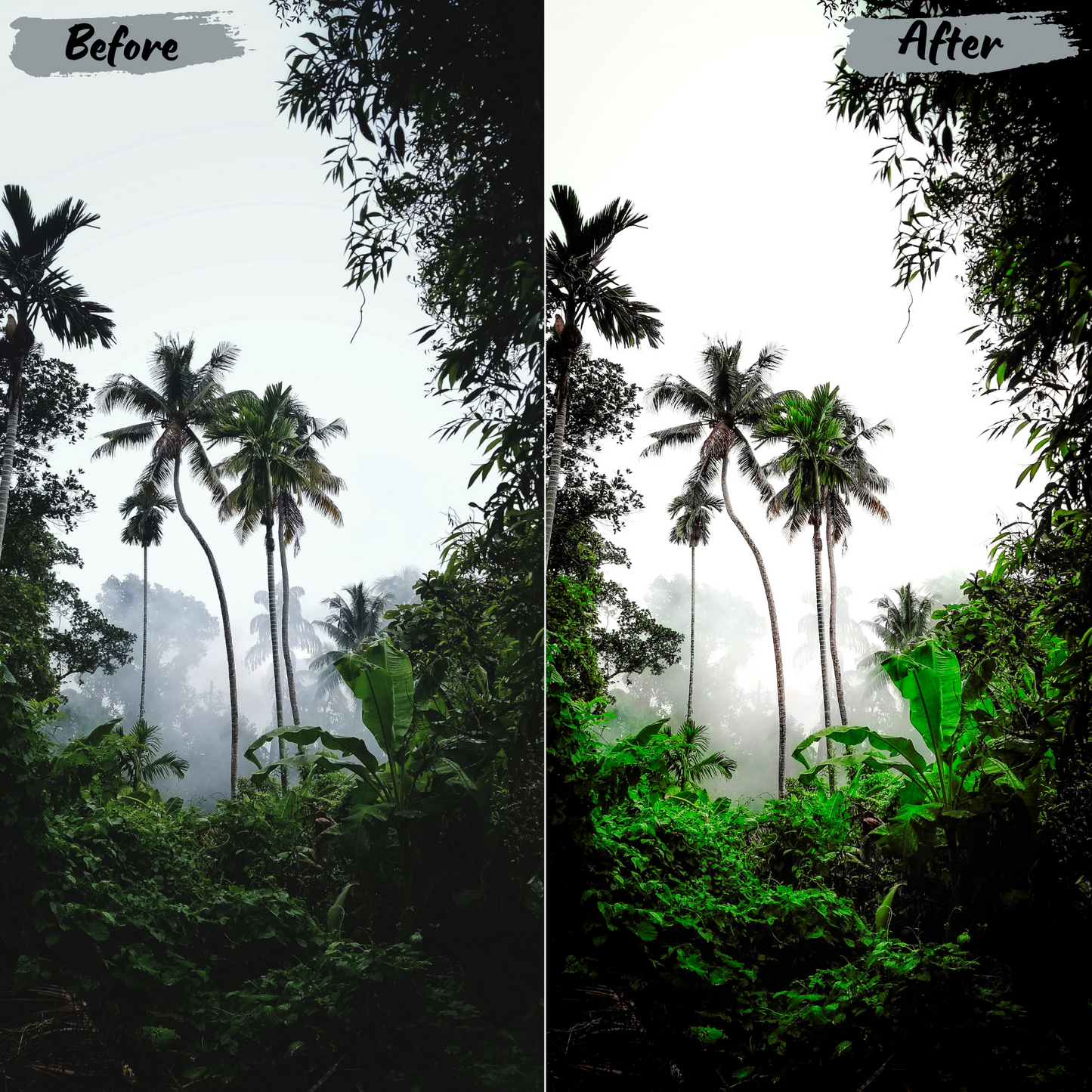 Jungle Lightroom Preset