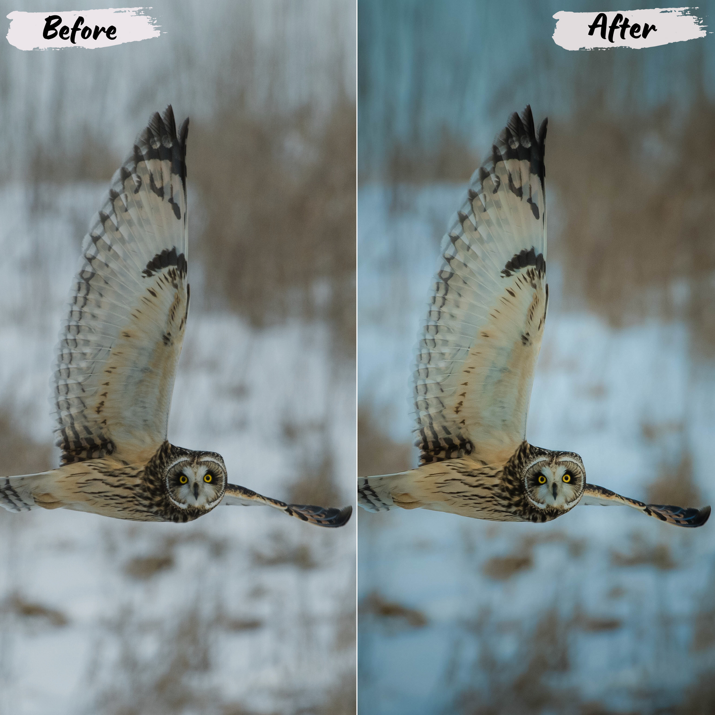 Wildlife Lightroom Preset