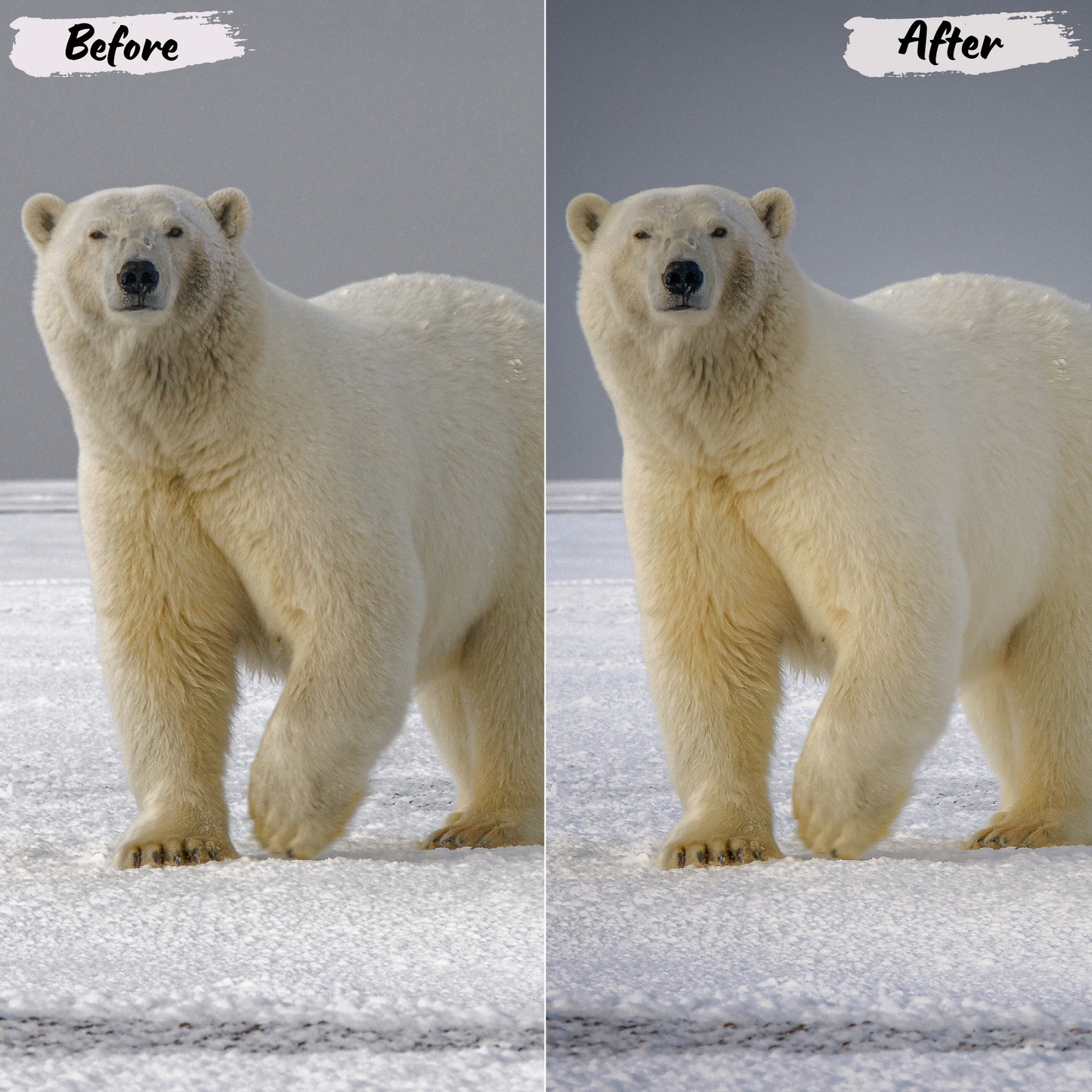 Wildlife Lightroom Preset