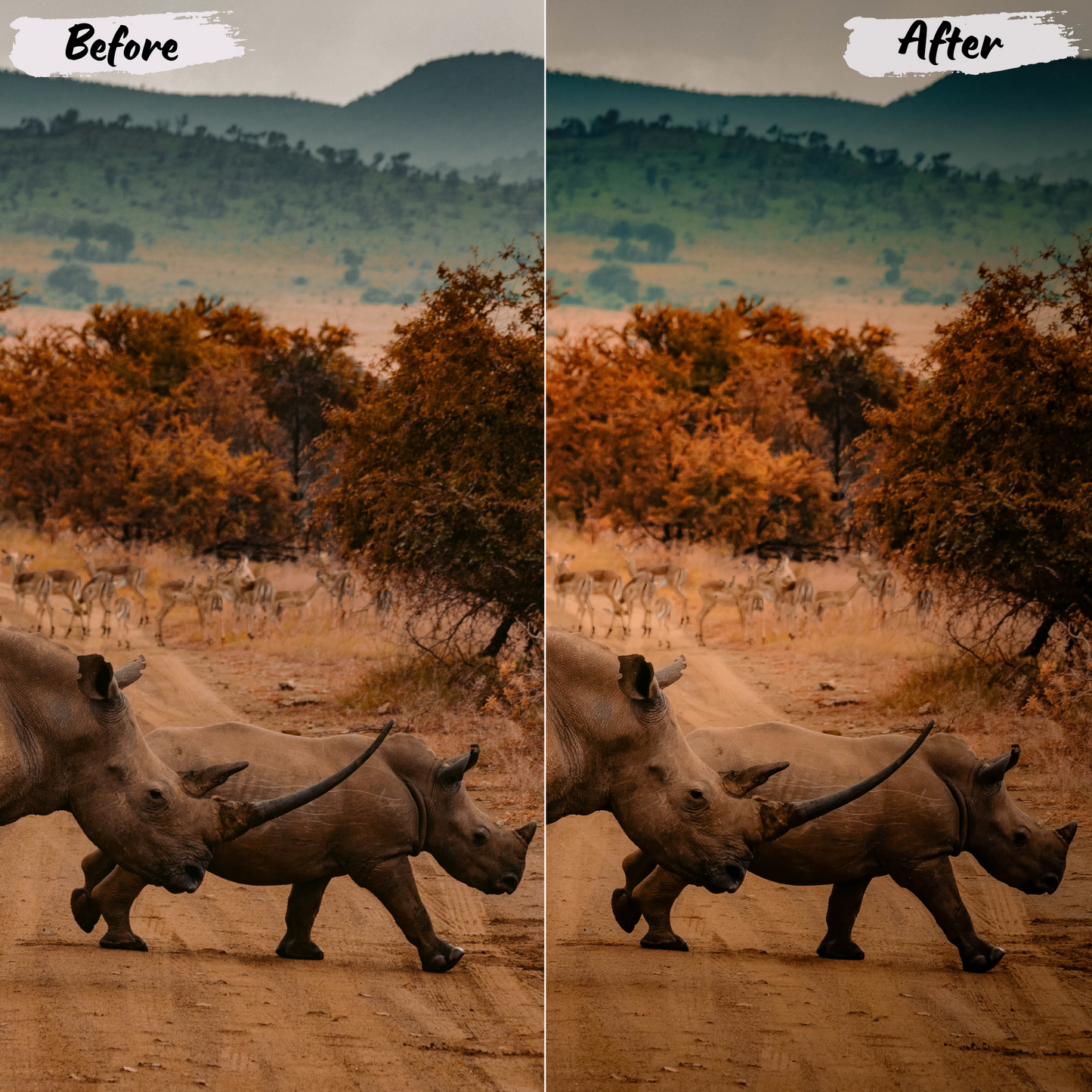 Wildlife Lightroom Preset