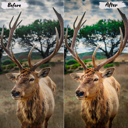 Wildlife Lightroom Preset