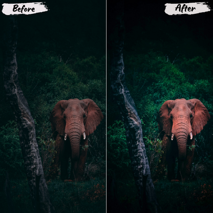 Wildlife Lightroom Preset