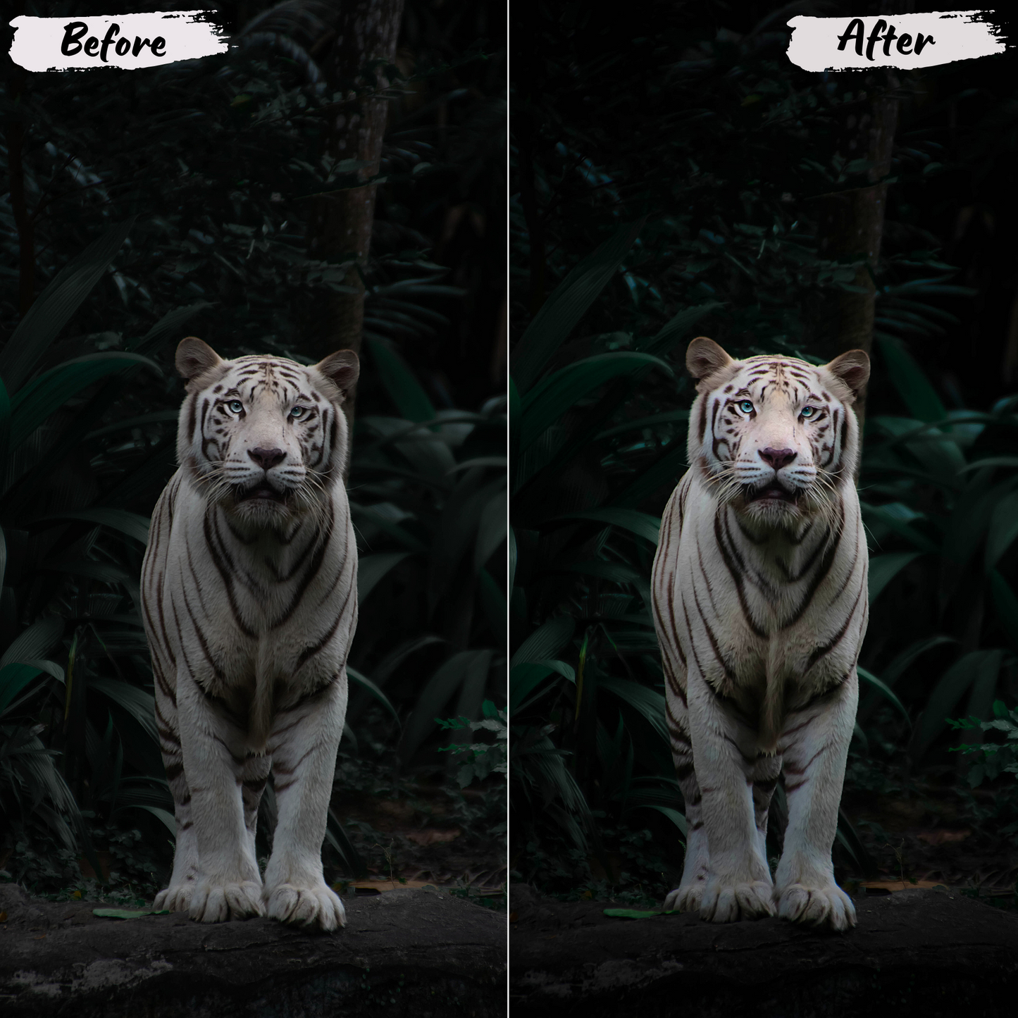 Wildlife Lightroom Preset