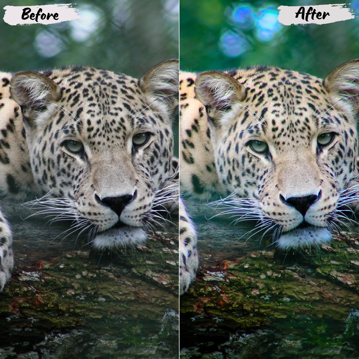 Wildlife Lightroom Preset