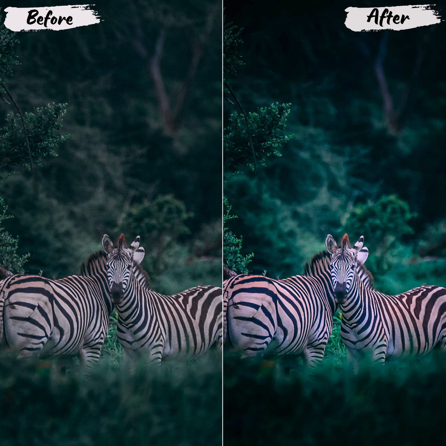 Wildlife Lightroom Preset