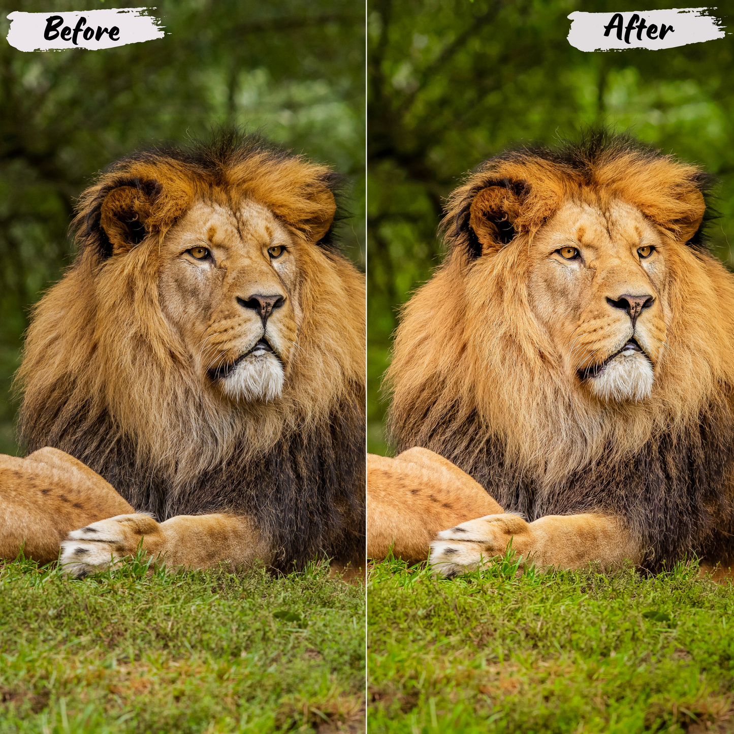 Wildlife Lightroom Preset