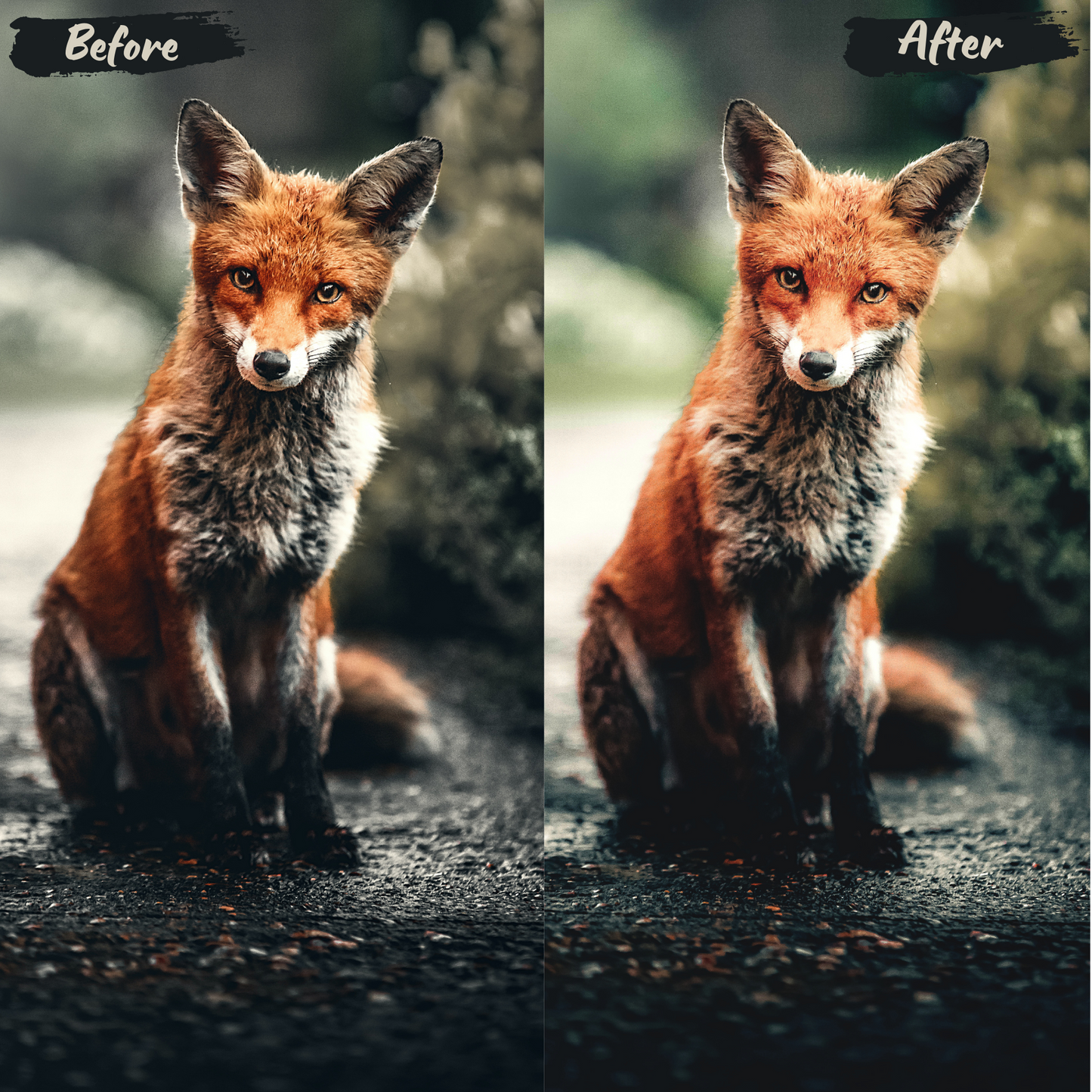 Animals Lightroom Preset