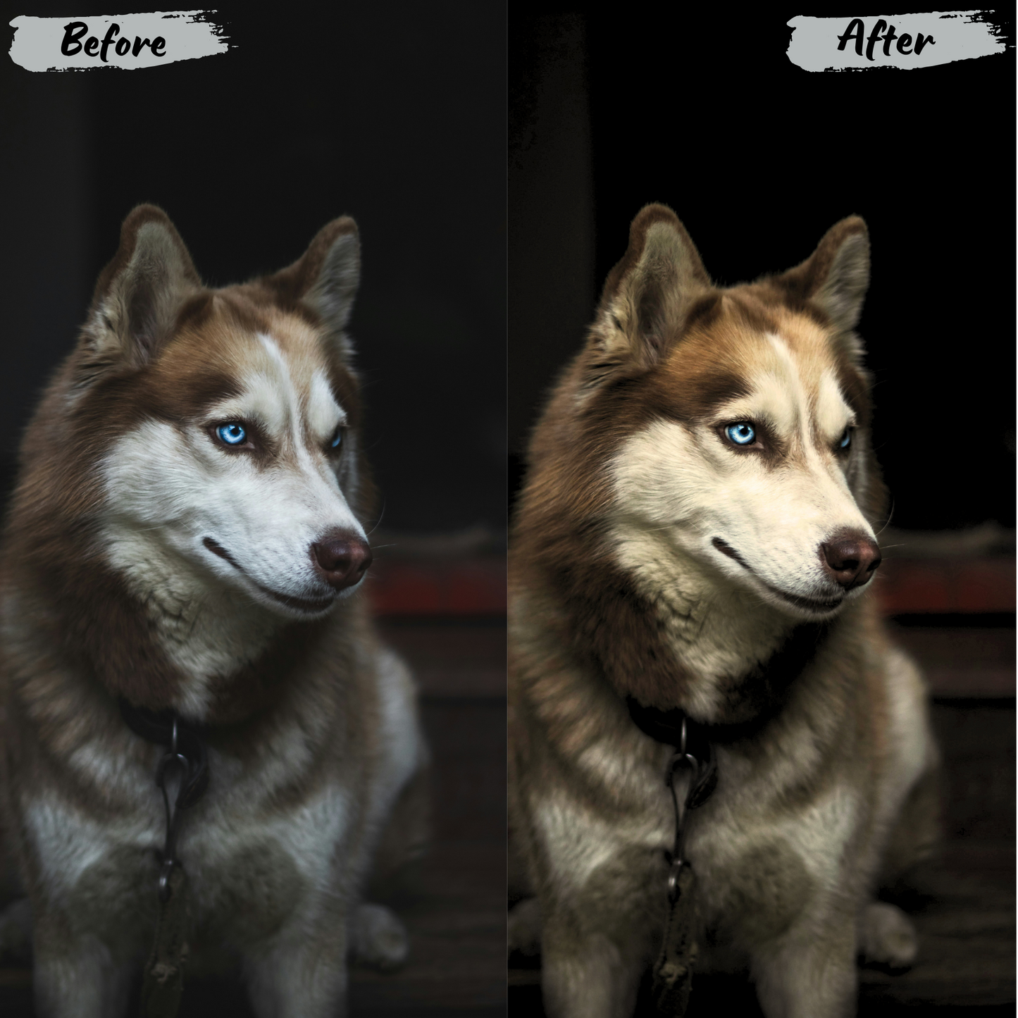 Animals Lightroom Preset