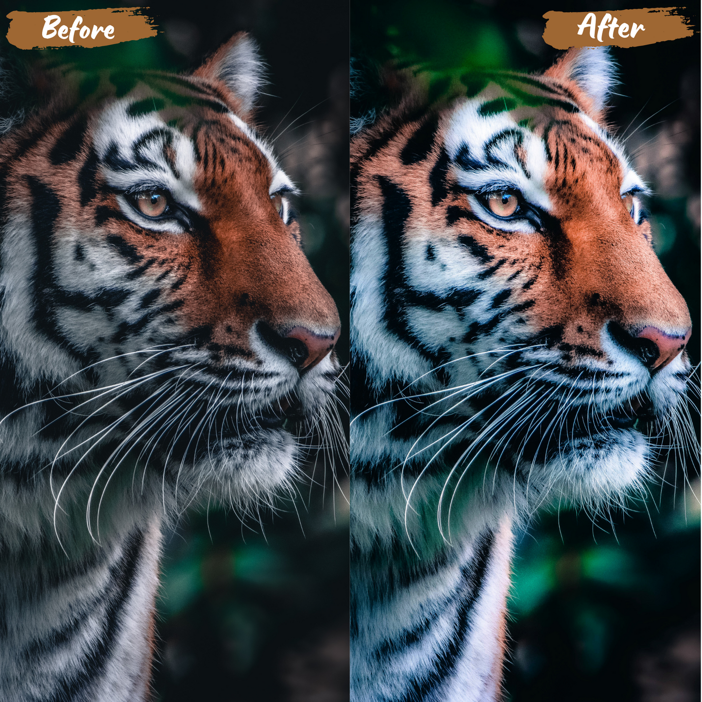 Animals Lightroom Preset