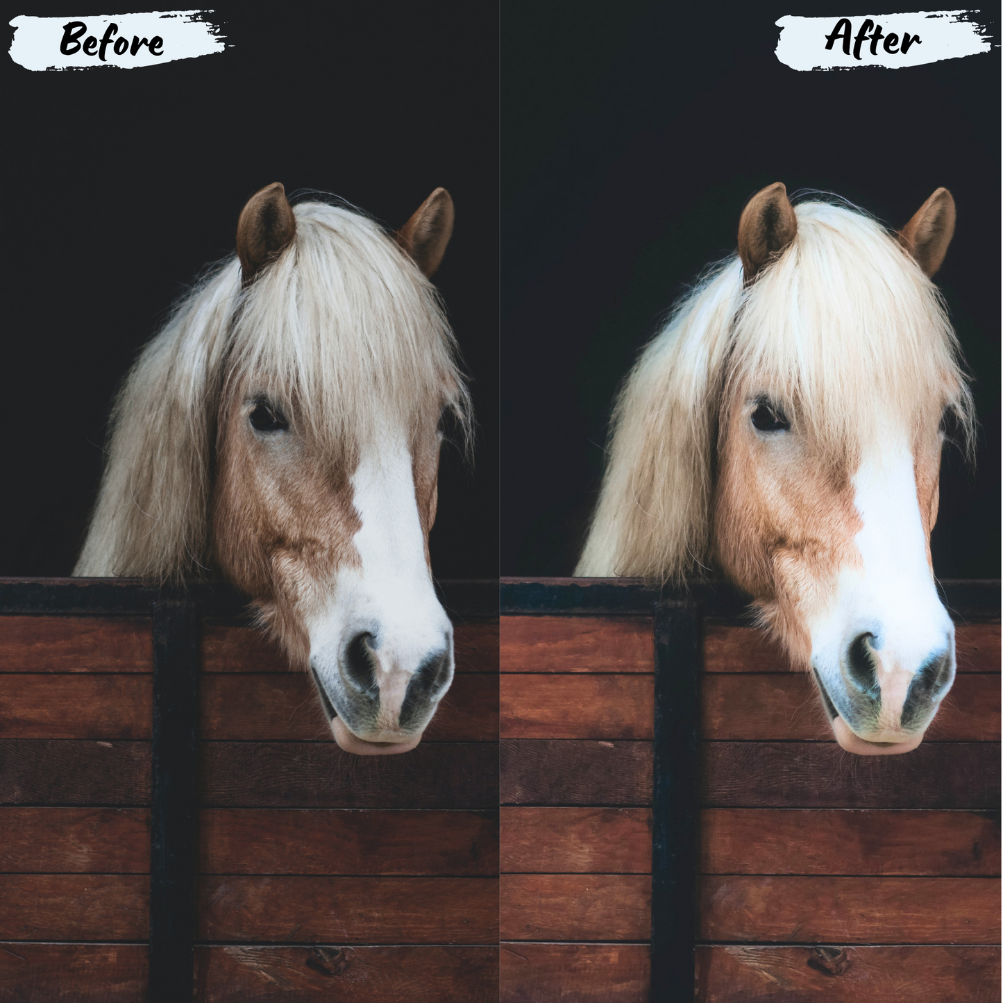 Animals Lightroom Preset