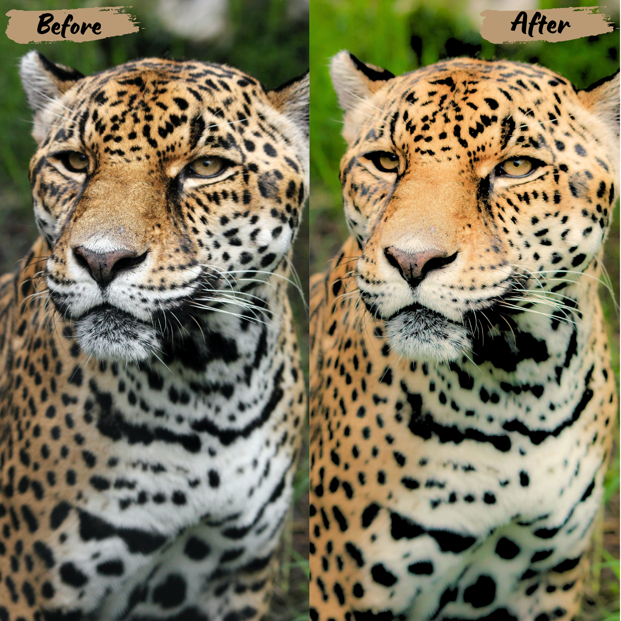 Animals Lightroom Preset