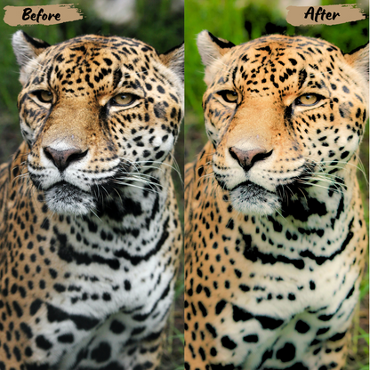 Animals Lightroom Preset