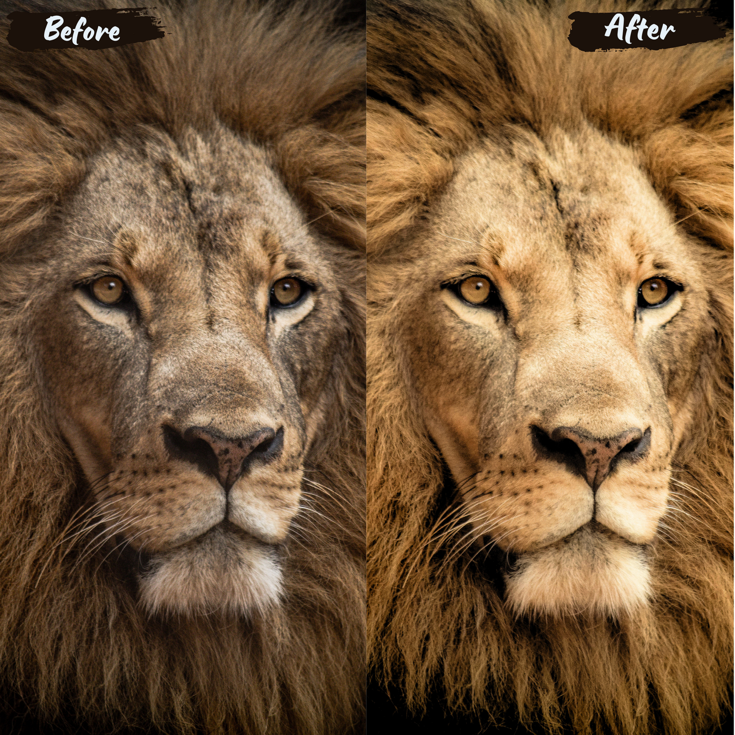 Animals Lightroom Preset